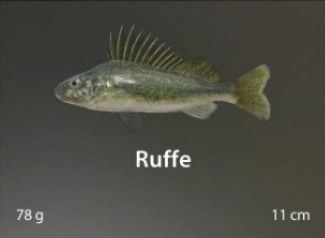 Ruffe.jpg