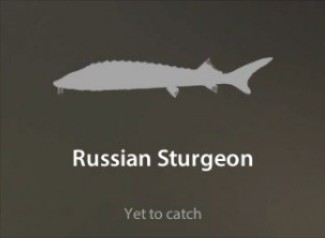 Russian Sturgeon仮.jpg