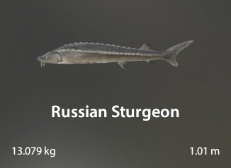 Russian Sturgeon Russian Fishing 4 日本語 Wiki