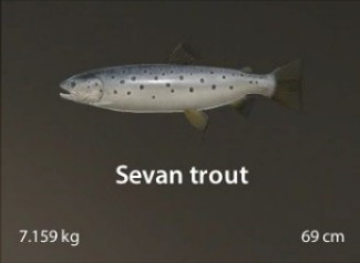 Sevan trout.jpg