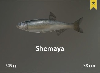 Shemaya.jpg