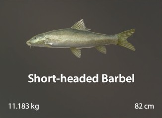 Short-Headed Barbel.jpg