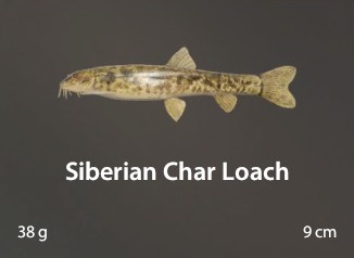 Siberian Char Loach.jpg