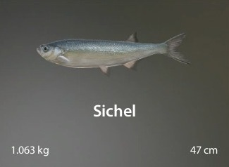 Sichel.jpg