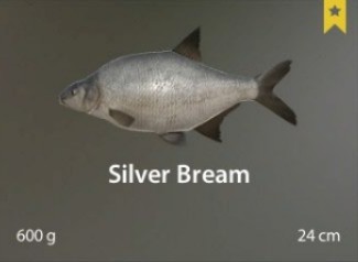 Silver Bream.jpg