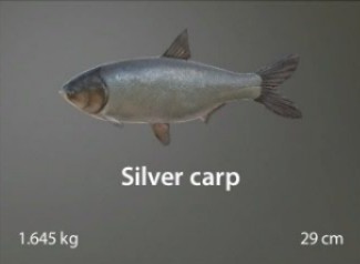 Silver carp.jpg