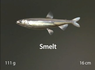 Smelt.jpg
