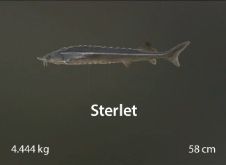 Sterlet.jpg