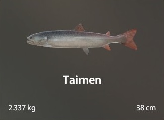 Taimen.jpg