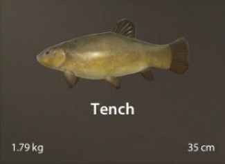 Tench.jpg