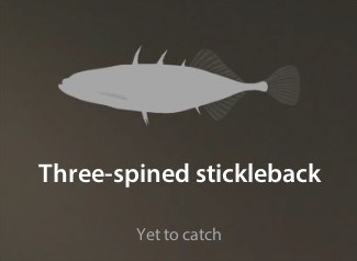 Three-spined stickleback仮.jpg