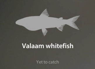 Valaam whitefish仮.jpg