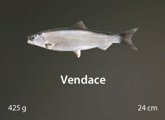 Vendace.jpg