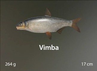 Vimba.jpg