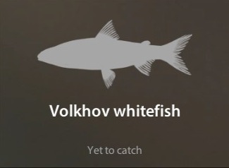 Volkhov whitefish仮.jpg