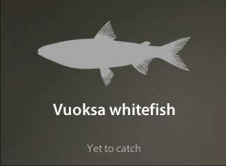Vuoksa whitefish仮.jpg