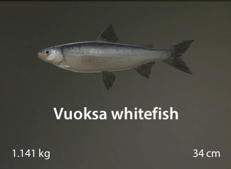 Vuoksa whitefish.jpg