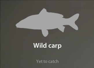 Wild carp仮.jpg
