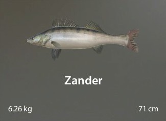 Zander.jpg