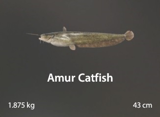 Amur Catfish.jpg