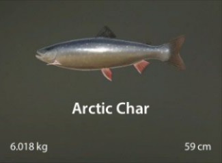 Arctic Char.jpg