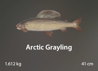 Arctic Grayling.jpg