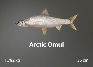 Arctic Omul.jpg