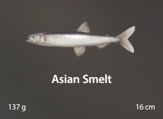 Asian Smelt.jpg