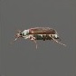 Baits_Insects_Cockchafer_S.jpg