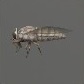 Baits_Insects_Horse-fly_S.jpg