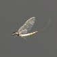 Baits_Insects_Mayfly_S.jpg