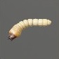 Baits_Larvae_Bark beetle larva_S_0.jpg