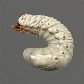 Baits_Larvae_Rhinoceros beetle larva_S.jpg