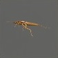 Baits_Larvae_Stonefly larva_S.jpg