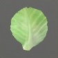 Baits_Natural_Cabbage leaf_S.jpg