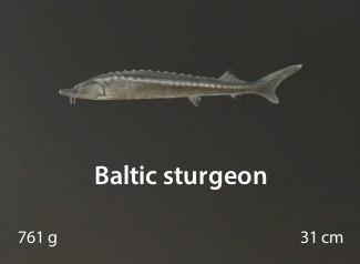 Baltic sturgeon.jpg