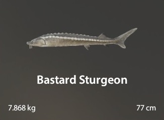 Bastard Sturgeon.jpg