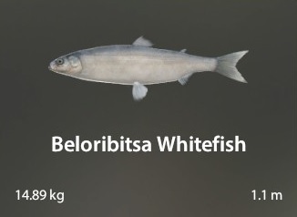 Beloribitsa Whitefish.jpg