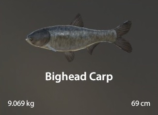 Bighead carp.jpg