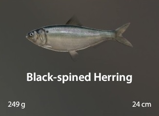 Black-spined Herring.jpg