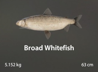 Broad Whitefish.jpg
