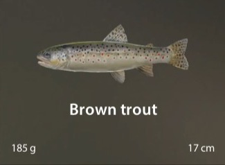 Brown trout.jpg