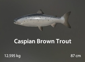 Caspian Brown Trout.jpg