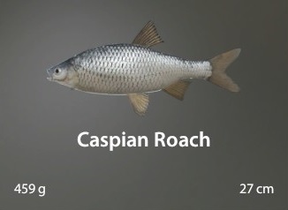 Caspian Roach.jpg