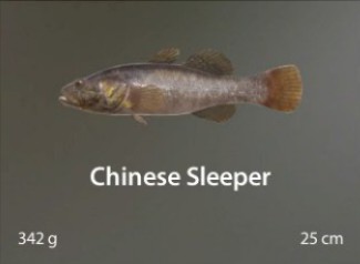 Chinese Sleeper.jpg