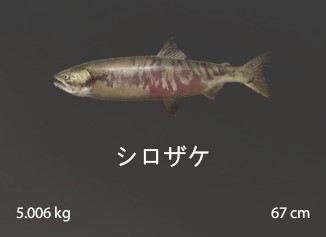 Chum Salmon.jpg