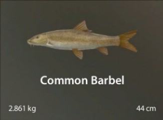 Common Barbel.jpg