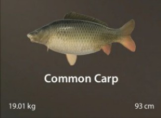 Common Carp.jpg