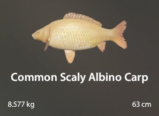 Common Scaly Albino Carp.jpg