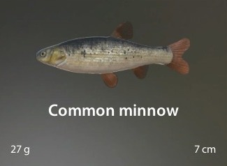 Common minnow.jpg